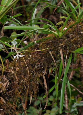 Jumellea stenophylla
