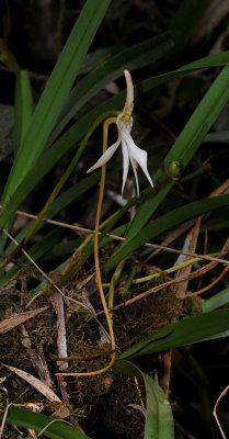 Jumellea stenophylla. Closer.