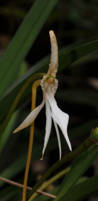 Jumellea stenophylla. Close-up.