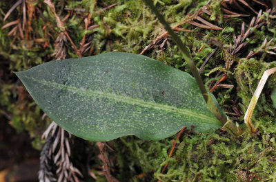 Cynorkis ridleyi. Leaf.