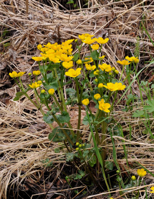 Caltha palustris