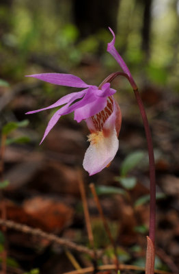 Calypso bulbosa var. bulbosa. Close-up.