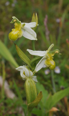 Ophrys apifera. White form. Closer.