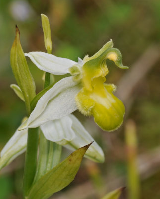 Ophrys apifera. White form. Close-up.