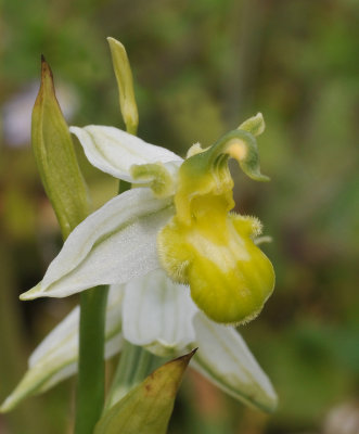 Ophrys apifera. White form. Close-up.