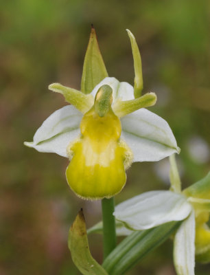 Ophrys apifera. White form. Close-up front.