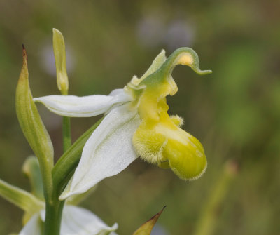 Ophrys apifera. White form. Close-up side.