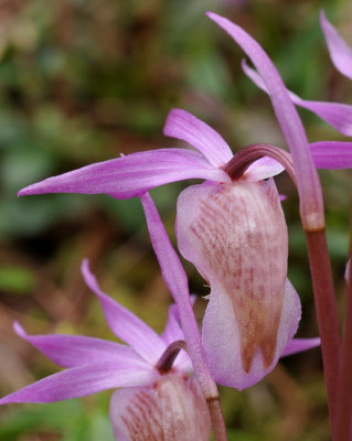 Calypso bulbosa var. bulbosa. Close-up from behind.