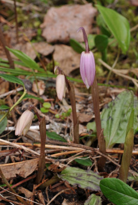 Calypso bulbosa var. bulbosa. In bud.