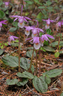 Calypso bulbosa var. bulbosa