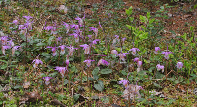 Calypso bulbosa var. bulbosa. Colony.