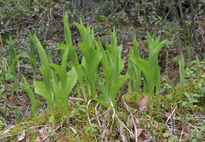 Cypripedium calceolus. Emerging.