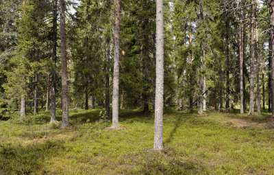 Habitat of Calypso bulbosa var. bulbosa.