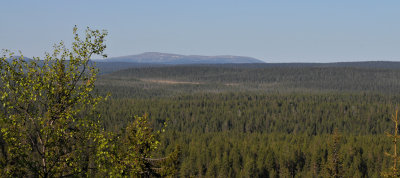 Lapland forest.