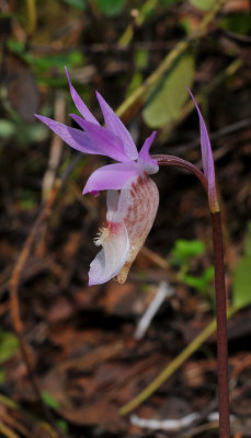 Calypso bulbosa var bulbosa. Close-up side.