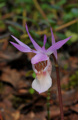 Calypso bulbosa var bulbosa. Close-up.