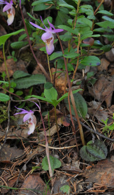 Calypso bulbosa var. bulbosa. Lilac lip form.