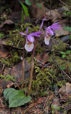 Calypso bulbosa var bulbosa