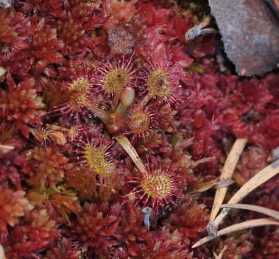 Drosera rotundifolia