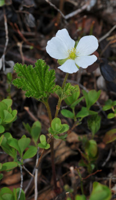 Rubus chamaemorus. female plant.