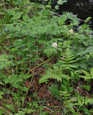 Actaea erythrocarpa