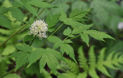 Actaea erythrocarpa. Closer.