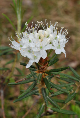 Rhododendron tomentosum. Closer.