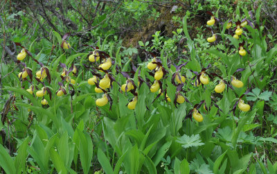 Cypripedium calceolus. Colony.