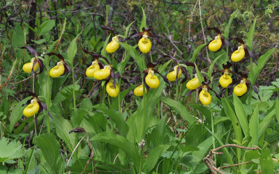 Cypripedium calceolus