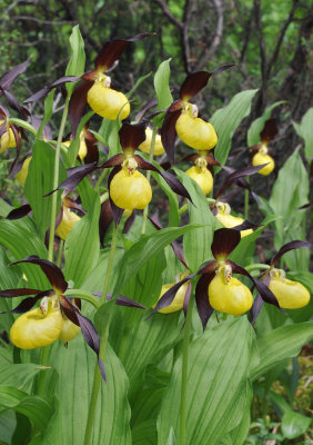 Cypripedium calceolus. Closer.