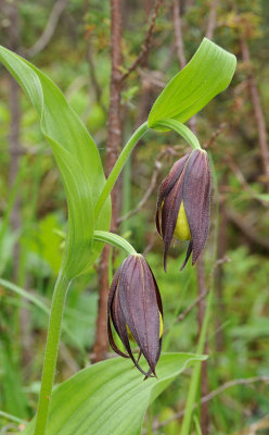 Cypripedium calceolus in bud.