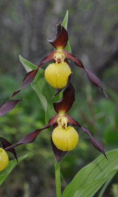 Cypripedium calceolus. Closer.