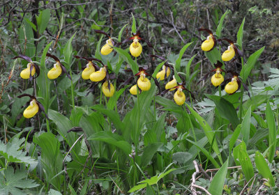 Cypripedium calceolus