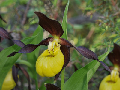 Cypripedium calceolus. Close-up.