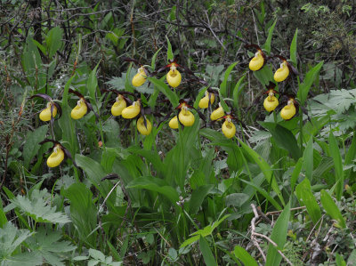 Cypripedium calceolus