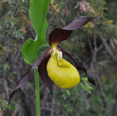 Cypripedium calceolus. Close-up side.