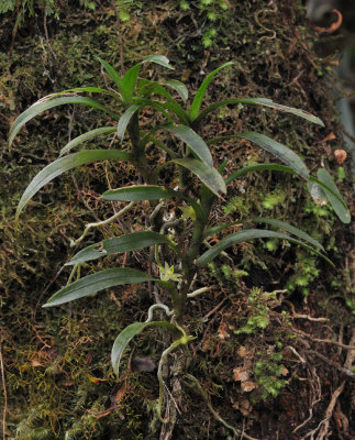 Angraecum floribundum