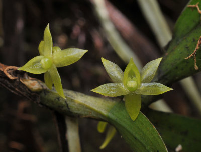 Angraecum floribundum. Close-up.