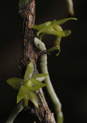 Angraecum floribundum. Close-up.