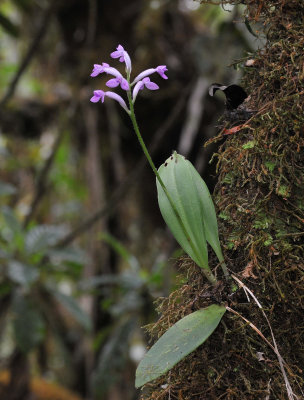 Arnottia mauritiana