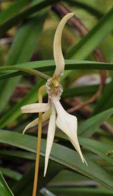 Jumellea stenohylla. Close-up.