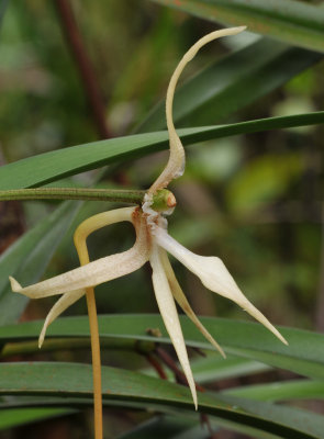 Jumellea stenohylla. Close-up. side.