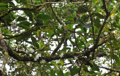 Angraecum cuculatum