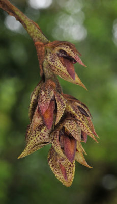 Bulbophyllum variegatum. Closer.