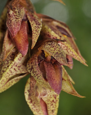 Bulbophyllum variegatum
