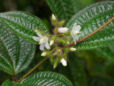 Clidemia hirta. Close-up.