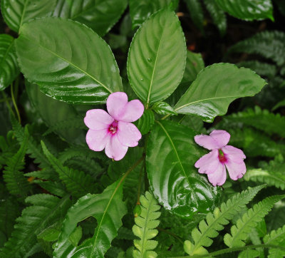 Impatiens