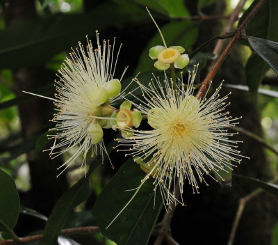 Syzygium jambos