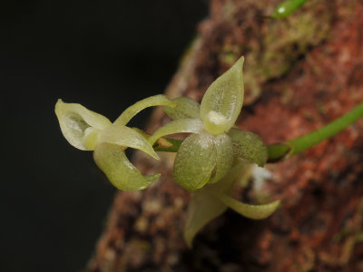 Angraecum cordemoyi. Close-up.