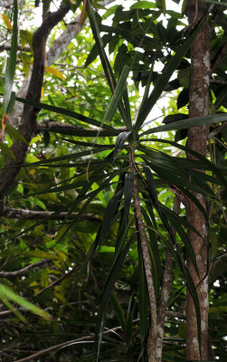 Dracaena reflexa var. angustifolia 